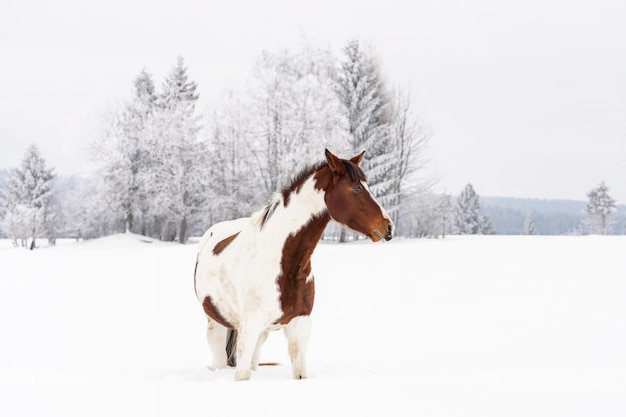 Ciemny worek i biały koń słowackiej rasy gorącokrwistej stoi na polu śniegu w zimie, niewyraźne tło drzew.