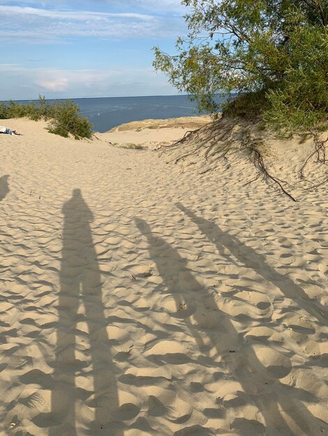 Zdjęcie cień drzewa na plaży