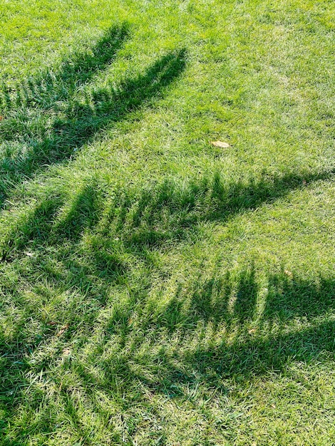 Cień drzewa na trawie w parku Zdjęcie Stockowe