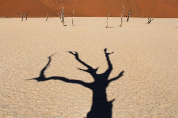 Zdjęcie cień gołego drzewa na pustyni