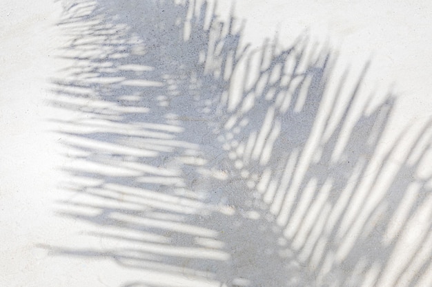 Cień liścia palmowego na tle białego piasku Egzotyczny wzór natury słoneczny tapeta abstrakcyjna