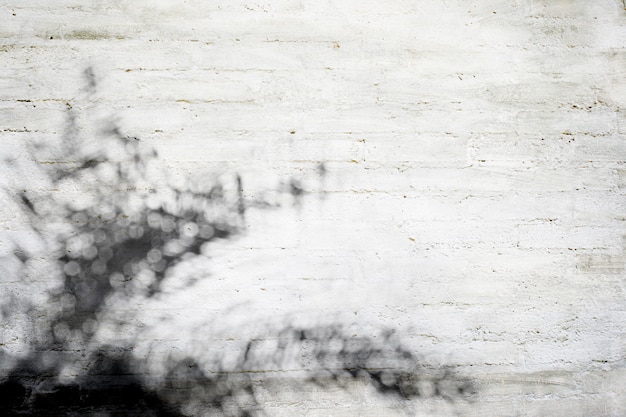 Cień naturalnych liści palmowych na szarej betonowej ścianie tekstury i tapety, ton czarno-biały