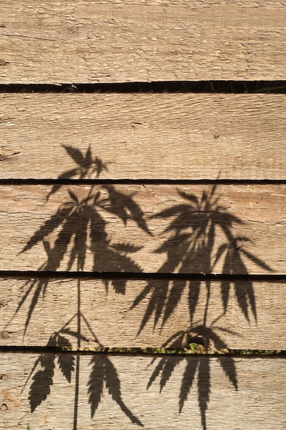 Cień roślin konopi na drewnianej powierzchni