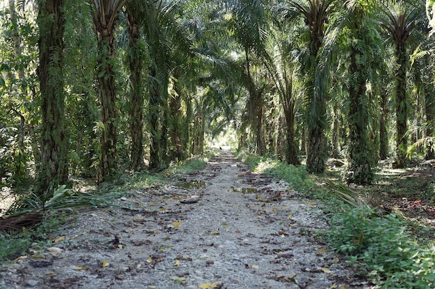Zdjęcie cieniowa droga na zielonej plantacji palm