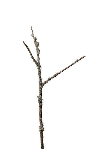 Zdjęcie cienka sucha gałązka z trzema gałęziami porośnięta szarym porostem na całej długości, izolowana na białym tle.