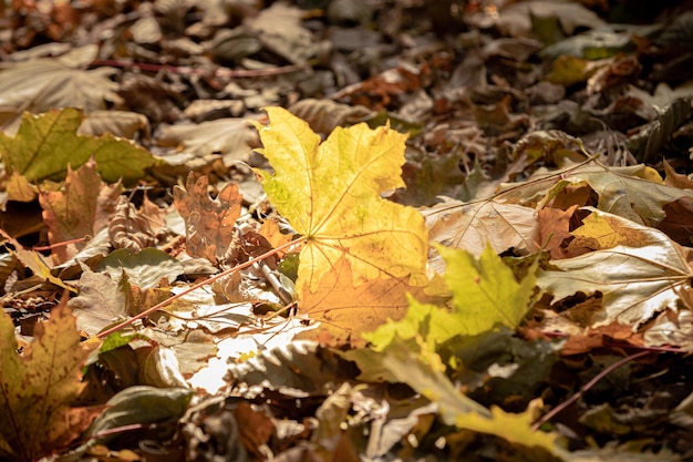 Ciepłe kolory jesieni. Dywan z suchych liści. Spacerować w parku. Wzory opadłych liści. Przytulne tło