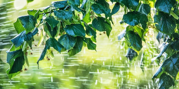 Ciepłe letnie krople deszczu spadające na liście