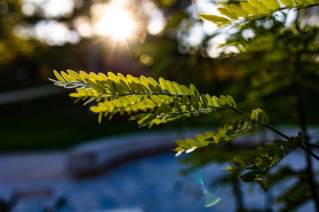 Ciepłe promienie zachodzącego słońca świecą przez gałązkę z zielonymi liśćmi