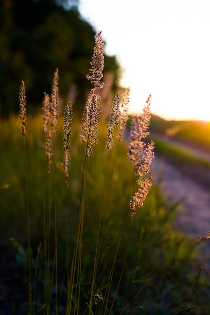 Ciepły wiosenny wieczór z kolorową, tętniącą życiem łąką podczas zachodu słońca. Sylwetka trawy w świetle złotego zachodzącego słońca.
