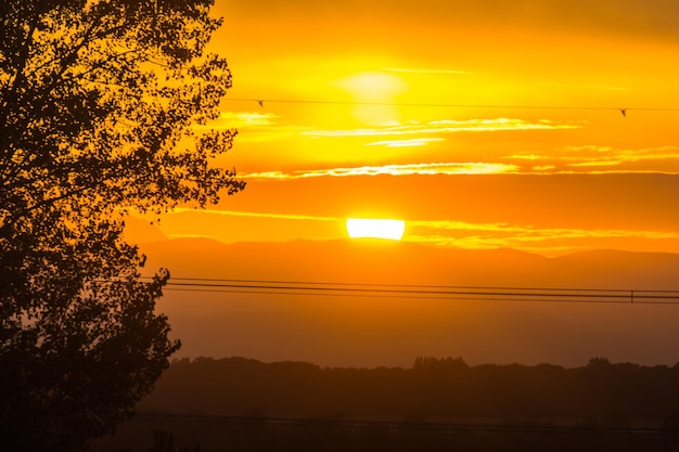 Ciepły zachód słońca z chmurami drzewnymi i liniami energetycznymi