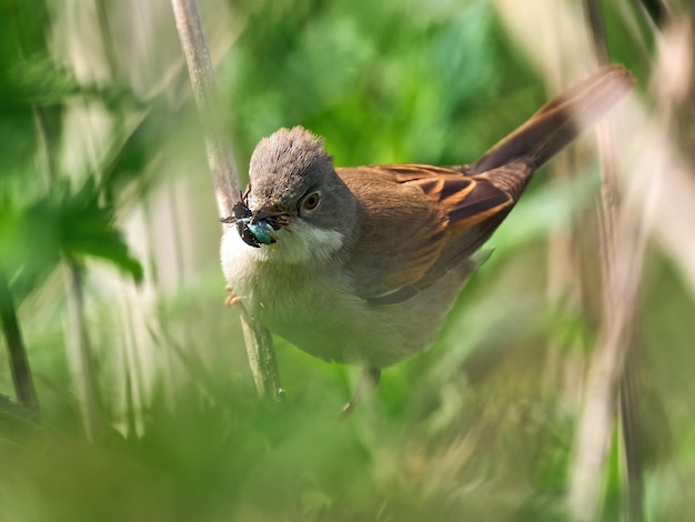 Cierniówka zwyczajna Sylvia communis