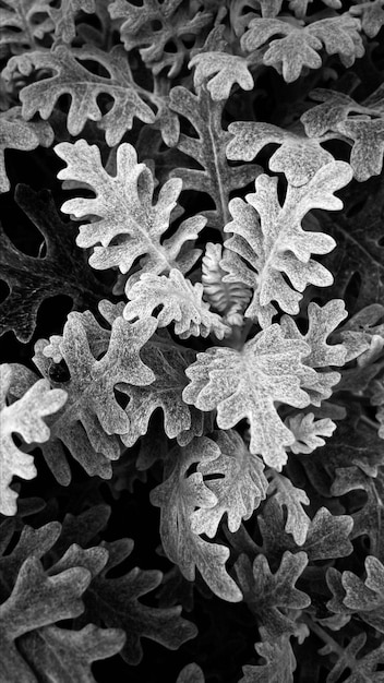 Cineraria marine Silverado czarno-białe tło, fotografia makro, dobra karta.