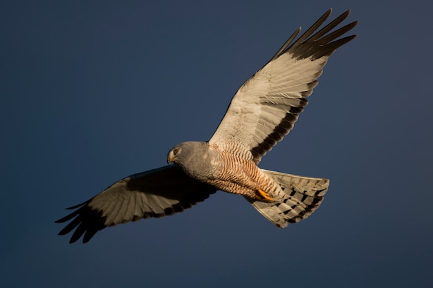 Cinereous Harrier latający