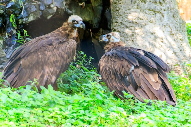 Cinereous sęp Aegypius monachus znany również jako czarny sęp sęp zwyczajny lub sęp zwyczajny