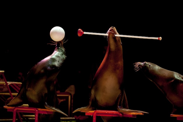 Circus Seal podczas gry na czarnym tle