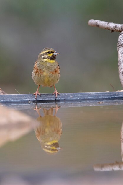 Cirl bunting Emberiza cirlus Malaga Hiszpania