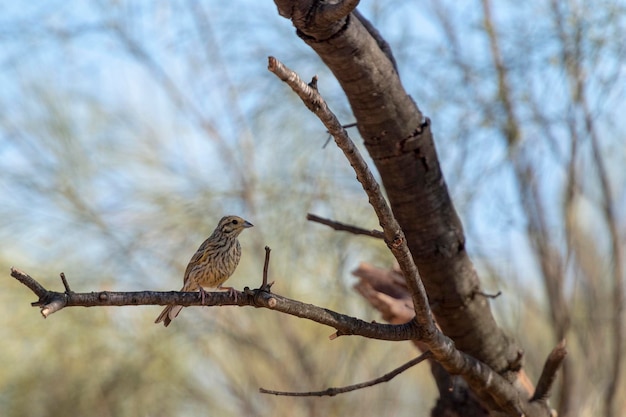 Cirl trznadel Emberiza cirlus Malaga Hiszpania