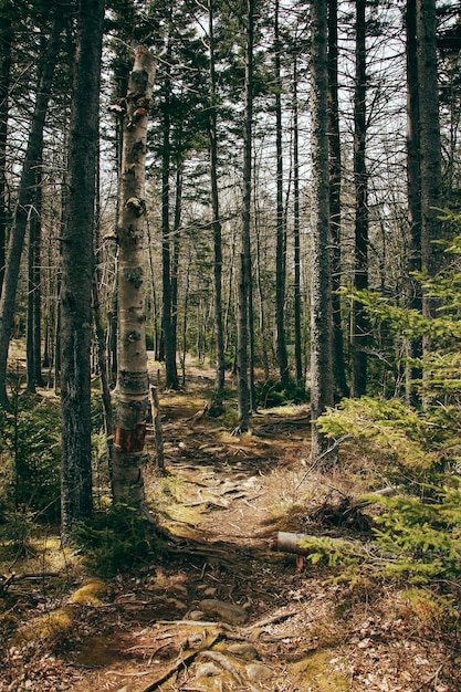 Cisowy las z mchem i gałęziami z zielonymi liśćmi Naturalne światło Obraz lasu w tle