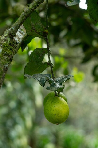 Zdjęcie citrus delight świeże cytryny criollo