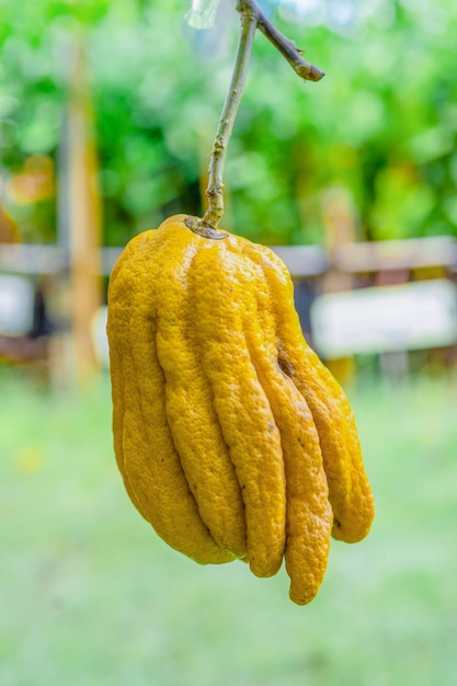 Citrus medica var. sarcodactylus, palczasty cytron Dłoni Buddy, owoc pachnie perfumami.