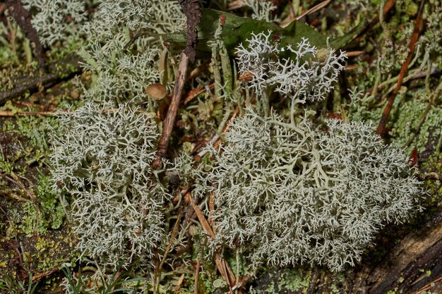 Cladonia jeleniowatych (łac. Cladonia Rangiferina) - krzaczasty porost z rodzaju Cladonia.