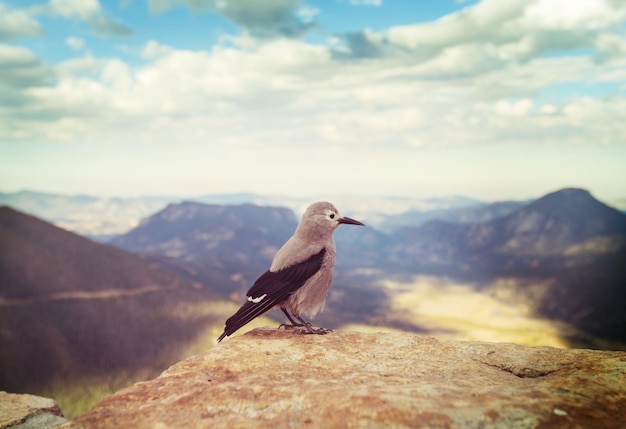 Clark's Nutcracker w Górach Skalistych