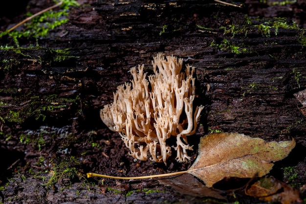 Clavulina cristata