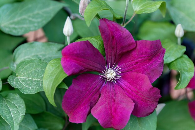 Clematis viticella Carmencita purpurowy kwiat w ogrodowym projekcie