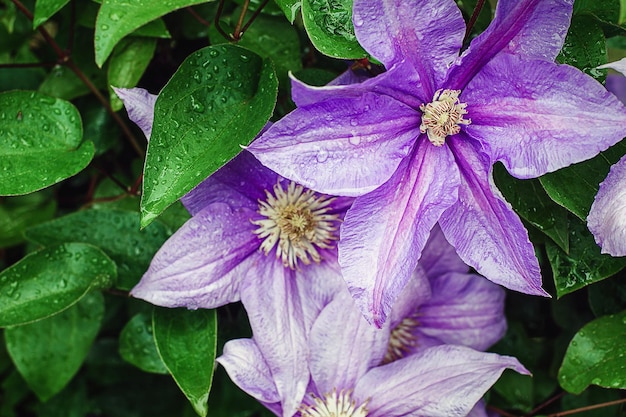 Clematis viticella kwitnie w kroplach wody po deszczu