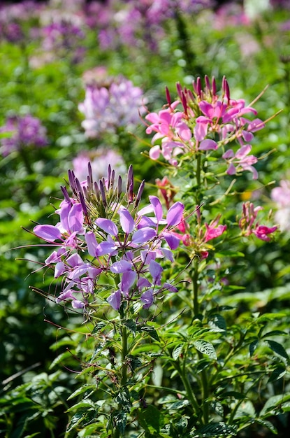 Cleome spinosaKwiat pająka