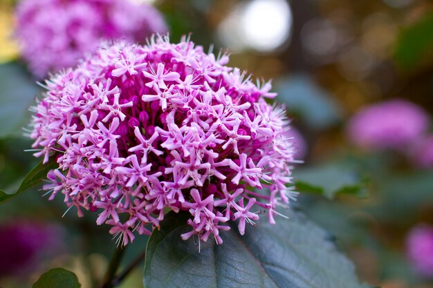 Clerodendrum bungei