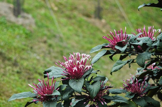 Zdjęcie clerodendrum quadriloculare quezonia bronzeleaved clerodendrum fajerwerki spadająca gwiazda starburst bush fajerwerki kwiat