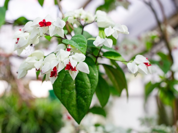 Clerodendrum Thomsoniae kwitnąca, tropikalna roślina