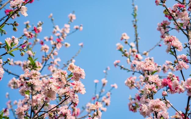 Cloese Up Widok Okwitnięcia Wiśniowy Kwiat Podczas Wiosny Seasona Przy Kathmandu Nepal