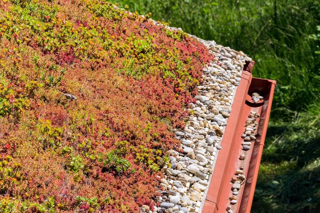 Clorful zielony żywy rozległy darniowy dach pokryty roślinnością w większości bez smaku rozchodnik słoneczny letni dzień