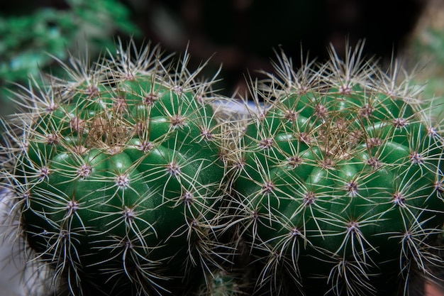 Close-up Cactus