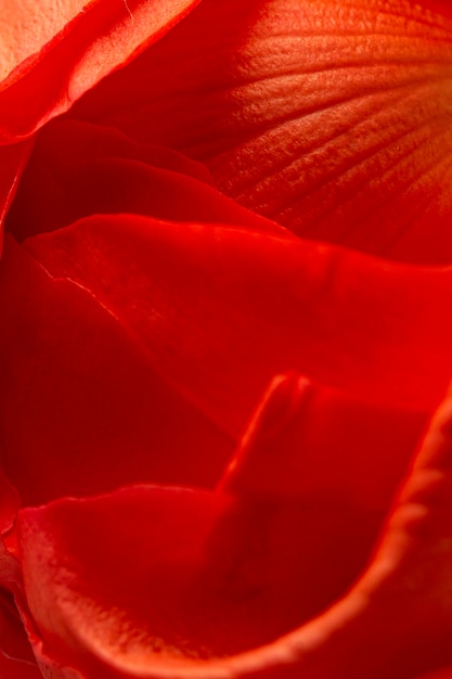 Zdjęcie close-up czerwone płatki róż