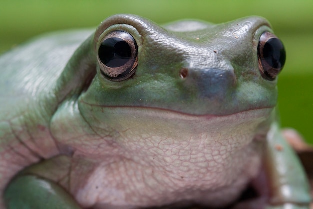 Close-up Dumpy Zielona żaba Drzewna