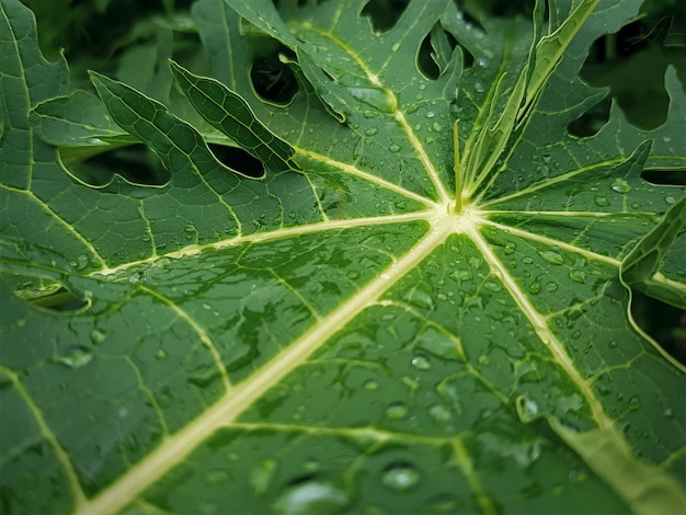 Close-up Fresh Papaja Leaf Z Kroplami Deszczu Z Selektywnej Focus