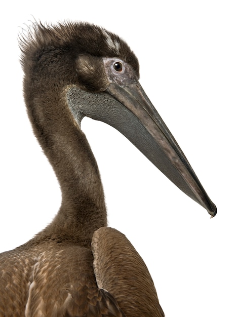 Close-up headshot młodego pelikana z różowymi plecami, stojący