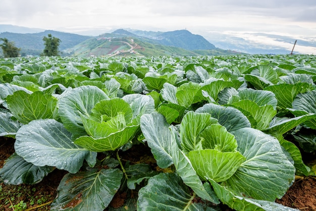 Close-up kapusta lub Brassica oleracea piękna przyroda rzędy zielonych warzyw na obszarze uprawnym, rolnictwo na obszarach wiejskich na wysokiej górze w Phu Thap Boek, prowincja Phetchabun, Tajlandia
