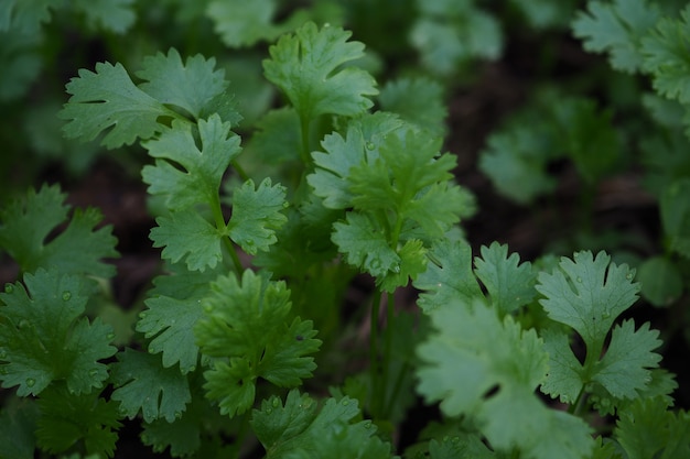 Close-up Kolendra, Cilantro opuszcza ogród.