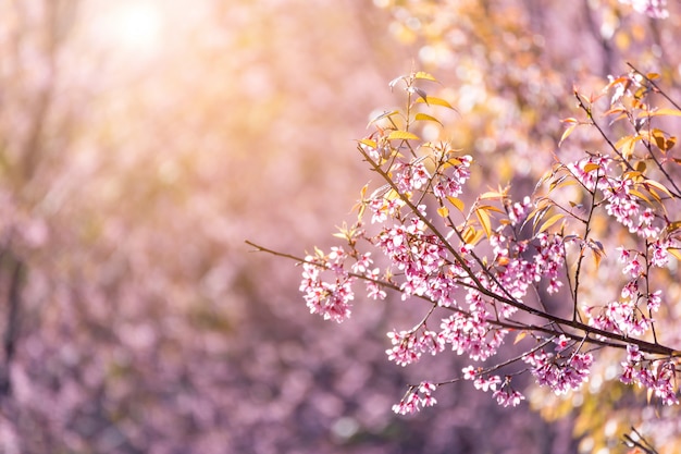 Close-up kwiat wiśni z niebieskim tle nieba Thai Sakura Blooming podczas zimy