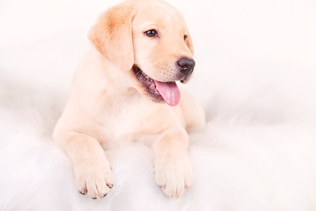 Close-up Labrador Retriever Szczeniak Odizolowywający Na Bielu