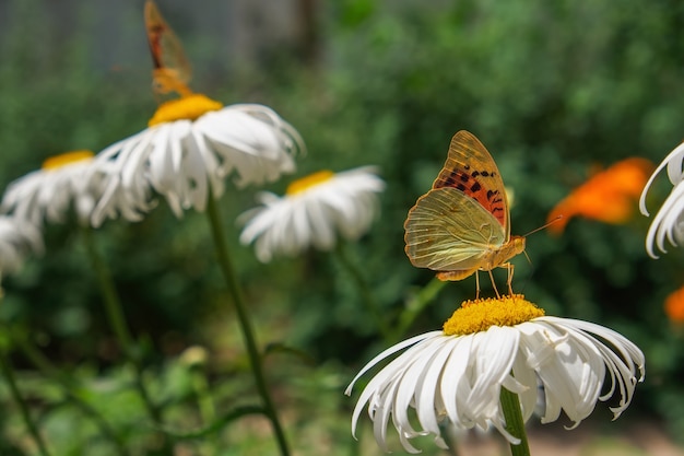 Close-up motyl na białym kwiacie. Kolorowy motyl pokrzywka siedzi na kwiatach rumianku.