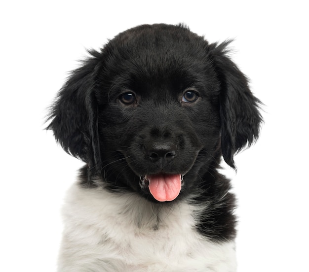 Close-up of a Stabyhoun puppy dysząc patrząc w kamerę na białym tle