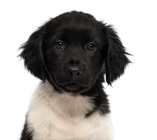 Close-up of a Stabyhoun puppy na białym tle