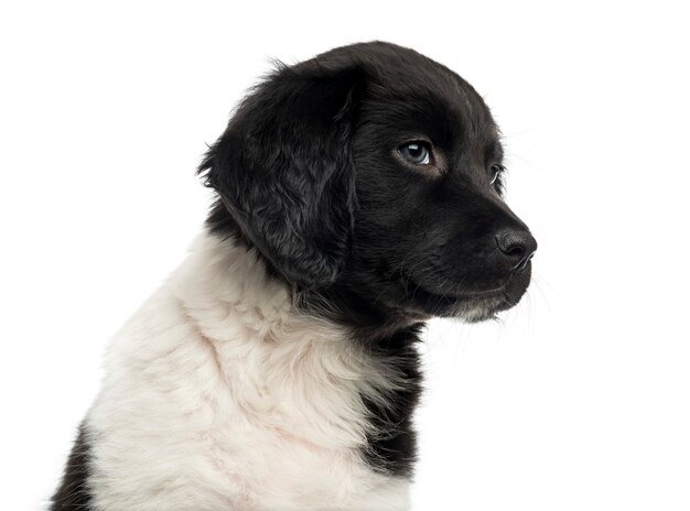 Close-up of a Stabyhoun puppy, patrząc od hotelu na białym tle