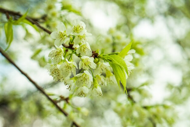 Close-up, piękne białe kwiaty Sakura lub kwiat wiśni w zimie