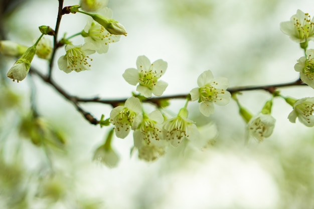 Close-up, piękne białe kwiaty Sakura lub kwiat wiśni w zimie